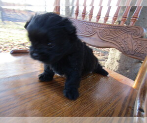 Shorkie Tzu Puppy for sale in JACKSON, MI, USA