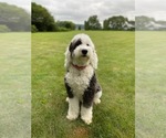 Small Photo #1 Sheepadoodle Puppy For Sale in BELLEFONTE, PA, USA