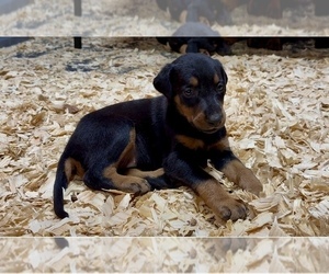 Doberman Pinscher Puppy for Sale in NEWTON, North Carolina USA