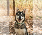 Small #4 Siberian Husky