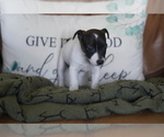 Small #6 Jack Russell Terrier