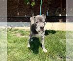Small #9 Staffordshire Bull Terrier Mix