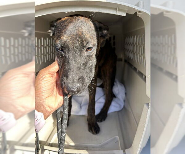 Medium Photo #2 Holland Shepherd-Unknown Mix Puppy For Sale in Virginia Beach, VA, USA