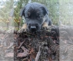Small Photo #2 German Shepherd Dog Puppy For Sale in LAKE STEVENS, WA, USA