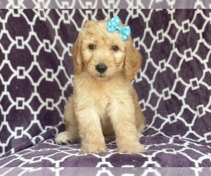 Goldendoodle Puppy for sale in LAKELAND, FL, USA