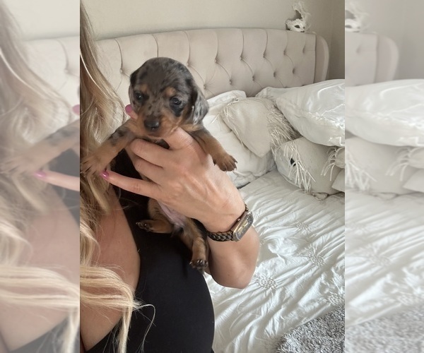 Medium Photo #4 Dachshund Puppy For Sale in SAN DIEGO, CA, USA