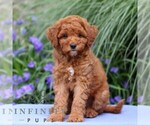 Small #2 Goldendoodle (Miniature)