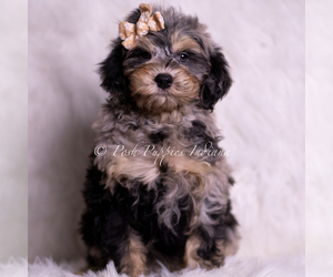 Medium Goldendoodle (Miniature)