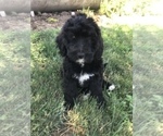 Small Photo #10 Bernedoodle Puppy For Sale in BOWLING GREEN, KY, USA