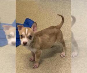 Labrador Retriever Dogs for adoption in San Antonio, TX, USA