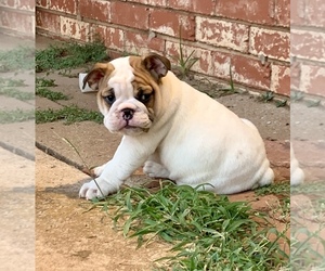 English Bulldogge Puppy for sale in PIEDMONT, OK, USA