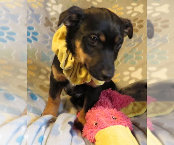 Medium Photo #2 Jack Chi Puppy For Sale in Grovertown, IN, USA