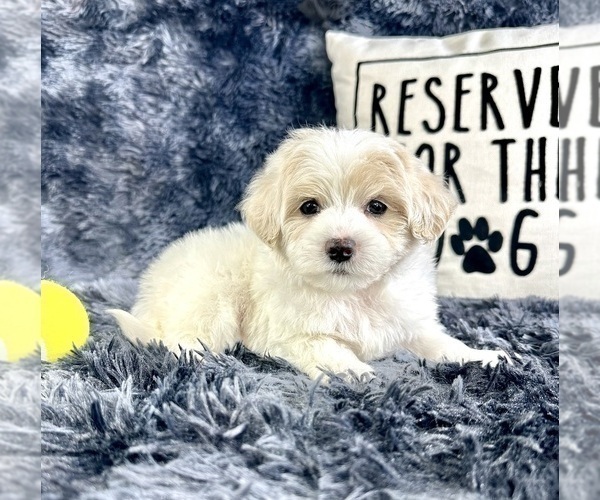Medium Photo #5 Maltipoo Puppy For Sale in GREENFIELD, IN, USA