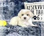 Small #4 Maltipoo