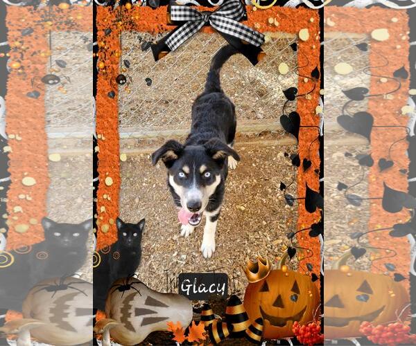 Medium Photo #2 Huskies -Unknown Mix Puppy For Sale in Granbury, TX, USA