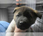 Small Photo #3 Akita Puppy For Sale in LICKING, MO, USA