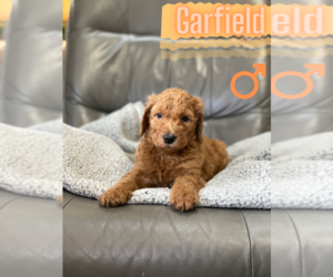 Goldendoodle-Poodle (Standard) Mix Puppy for sale in CINCINNATI, OH, USA
