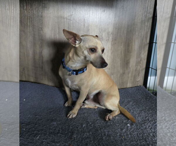 Medium Photo #4 Chihuahua-Unknown Mix Puppy For Sale in Morganville, NJ, USA