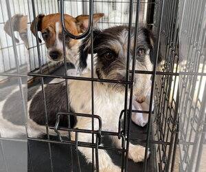Darcy - ADOPTION IN PROCESS - Female Mutt Dog for Adoption - Photo #2
