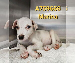 American Staffordshire Terrier-Unknown Mix Dogs for adoption in San Antonio, TX, USA