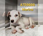 Small American Staffordshire Terrier Mix