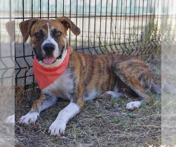 Medium Photo #1 Boxer-Unknown Mix Puppy For Sale in San Antonio, TX, USA