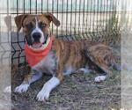 Small Boxer Mix