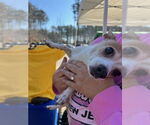 Small #3 Chihuahua Mix