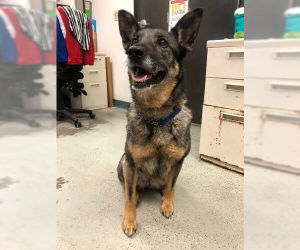 Medium Photo #5 German Shepherd Dog Puppy For Sale in Cupertino, CA, USA