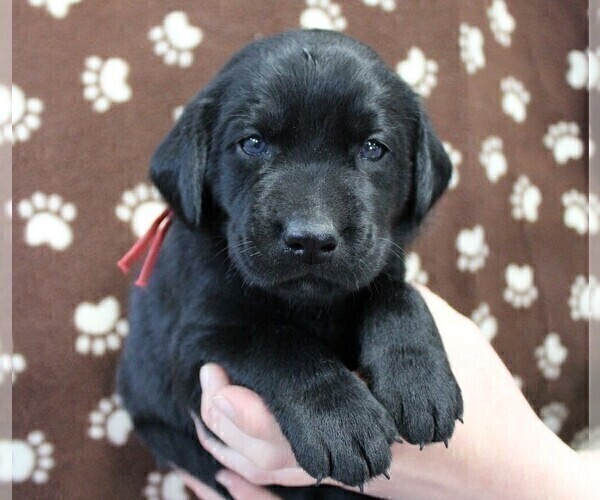 Medium Photo #1 Labrador Retriever Puppy For Sale in SENECA FALLS, NY, USA