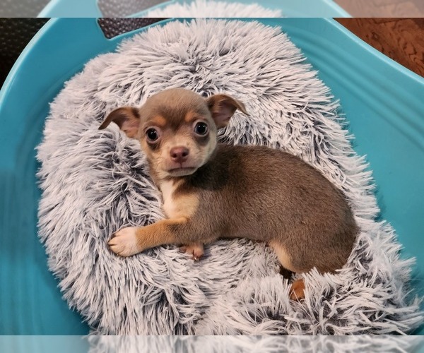Medium Photo #3 Chihuahua Puppy For Sale in MARIETTA, GA, USA