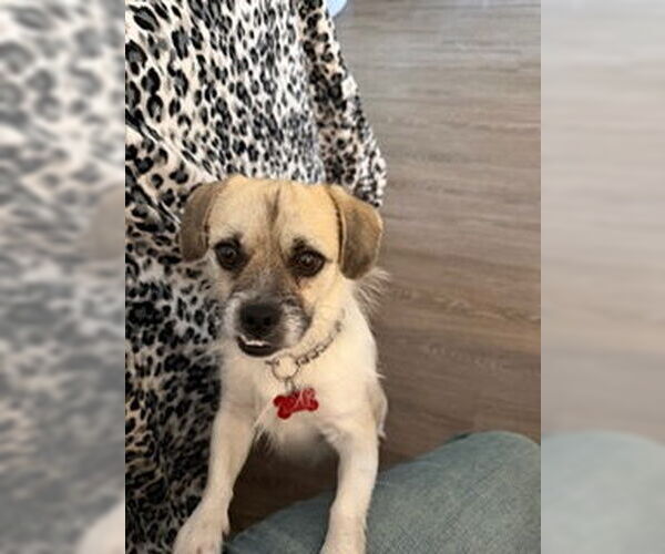 Medium Photo #5 Pug-Unknown Mix Puppy For Sale in San Diego, CA, USA