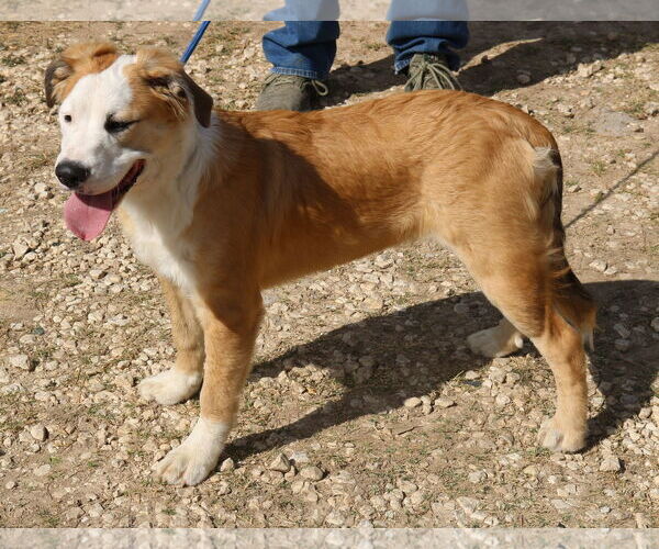 Medium Photo #4 Great Pyrenees-Mastiff Mix Puppy For Sale in Bandera, TX, USA