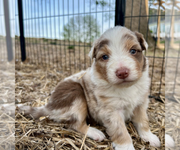 Medium Photo #28 Australian Shepherd Puppy For Sale in SMITHS GROVE, KY, USA