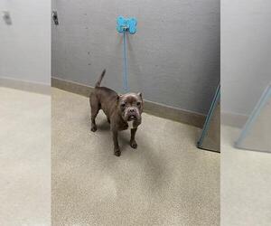 Mutt Dogs for adoption in Las Vegas, NV, USA