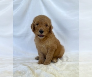 Goldendoodle Puppy for sale in CHESNEE, SC, USA