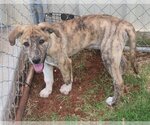 Small Photo #6 Catahoula Leopard Dog-Great Pyrenees Mix Puppy For Sale in Clinton, OK, USA