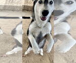 Small #2 Siberian Husky