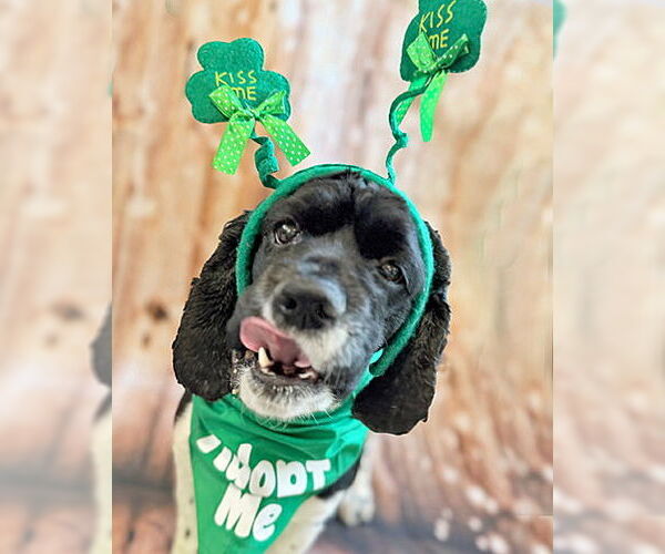 Medium Photo #9 Cocker Spaniel Puppy For Sale in Arlington, VA, USA