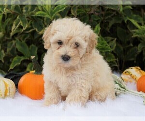 Goldendoodle-Poodle (Miniature) Mix Puppy for sale in FREDERICKSBG, OH, USA