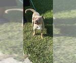Small Staffordshire Bull Terrier