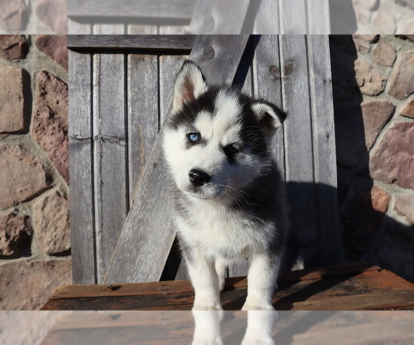 Medium Photo #1 Pomsky Puppy For Sale in WOOSTER, OH, USA