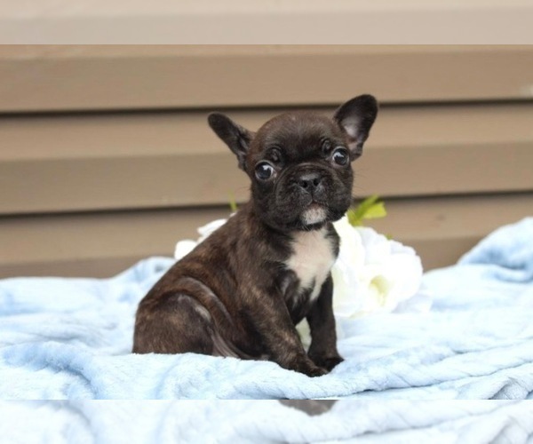 Medium Photo #2 French Bulldog Puppy For Sale in LIBERTY, KY, USA