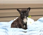 Small Photo #22 French Bulldog Puppy For Sale in LIBERTY, KY, USA