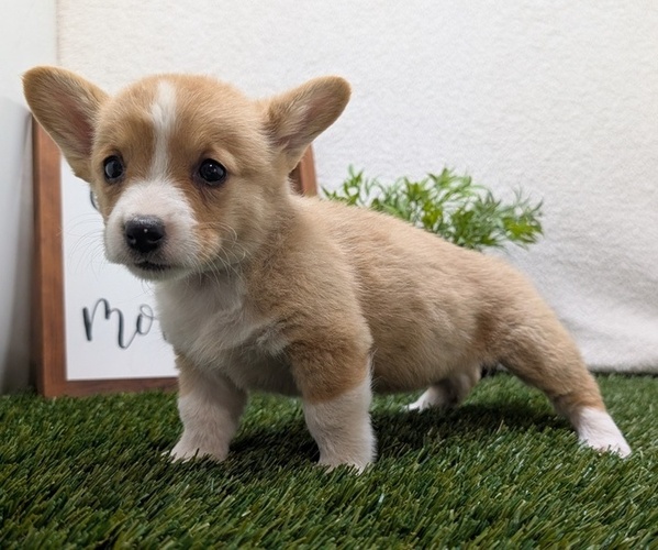 Medium Photo #3 Pembroke Welsh Corgi Puppy For Sale in GOSHEN, IN, USA
