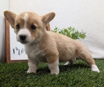 Small #2 Pembroke Welsh Corgi
