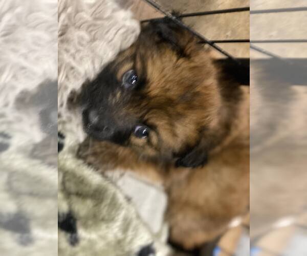 Medium Photo #1 Aussiedor Puppy For Sale in Lewistown, PA, USA