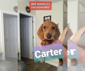 Dachshund Puppy for sale in WALLACE, CA, USA