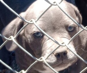 American Bully-American Staffordshire Terrier Mix Puppy for sale in SUN VALLEY, NV, USA