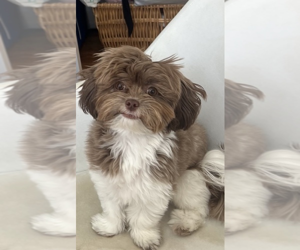 Medium Photo #1 ShihPoo Puppy For Sale in LUDLOW, MA, USA